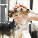 Clean Pets, Strong Profits: Making Dollars and Sense of Pet Wash Stations