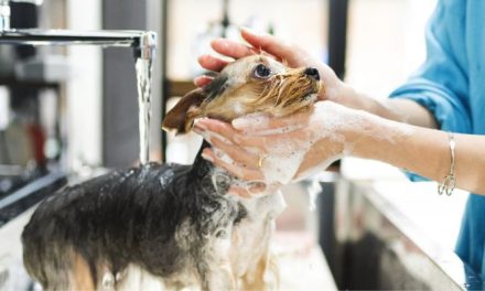 Clean Pets, Strong Profits: Making Dollars and Sense of Pet Wash Stations